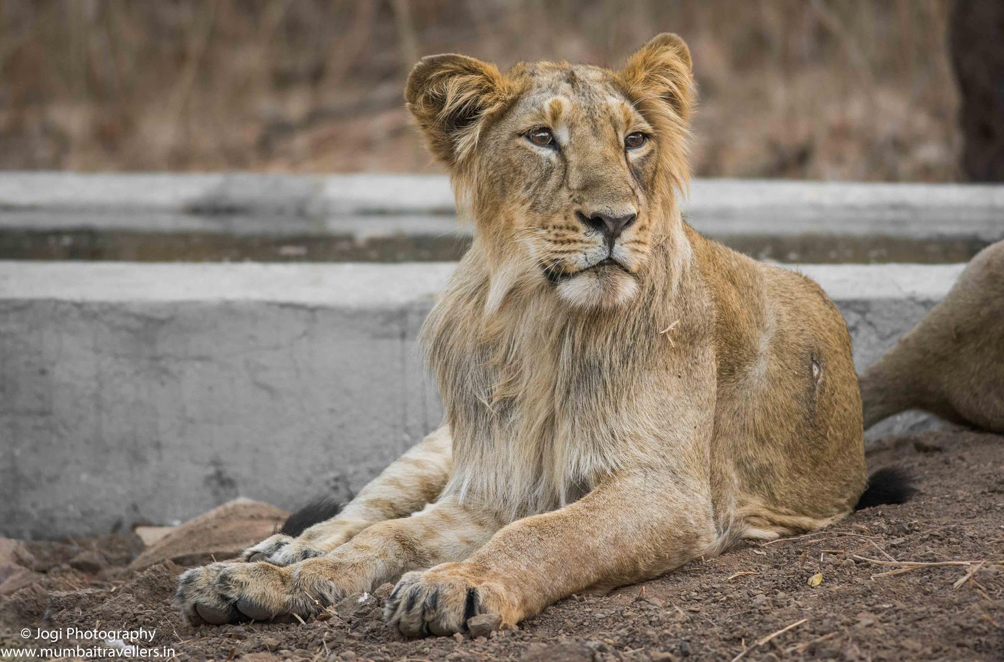 number of asiatic lions in india Asiatic lion in india