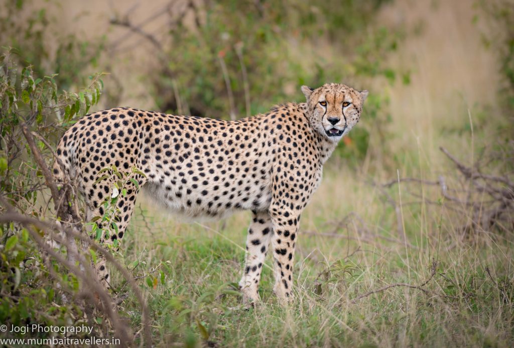 Do You Know The Difference Between A Cheetah And A Leopard?