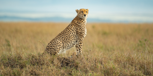 Cheetahs Are Going to Land In India