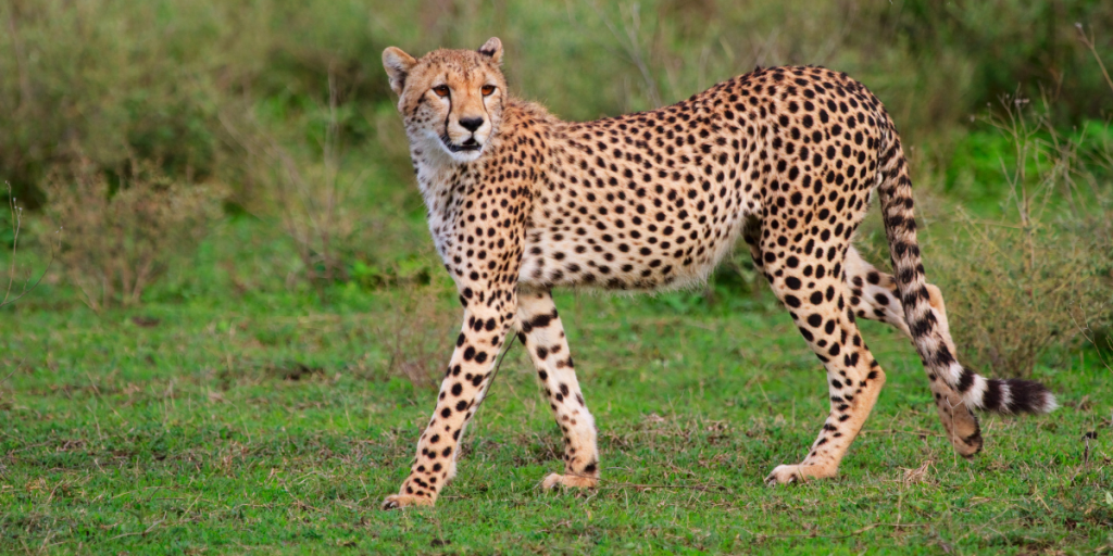 September 6 Marks Arrival of South Africa Team With Cheetahs For Kuno Palpur Sanctuary