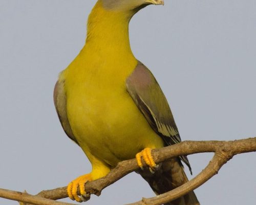 Yellow footed Green Pigeon